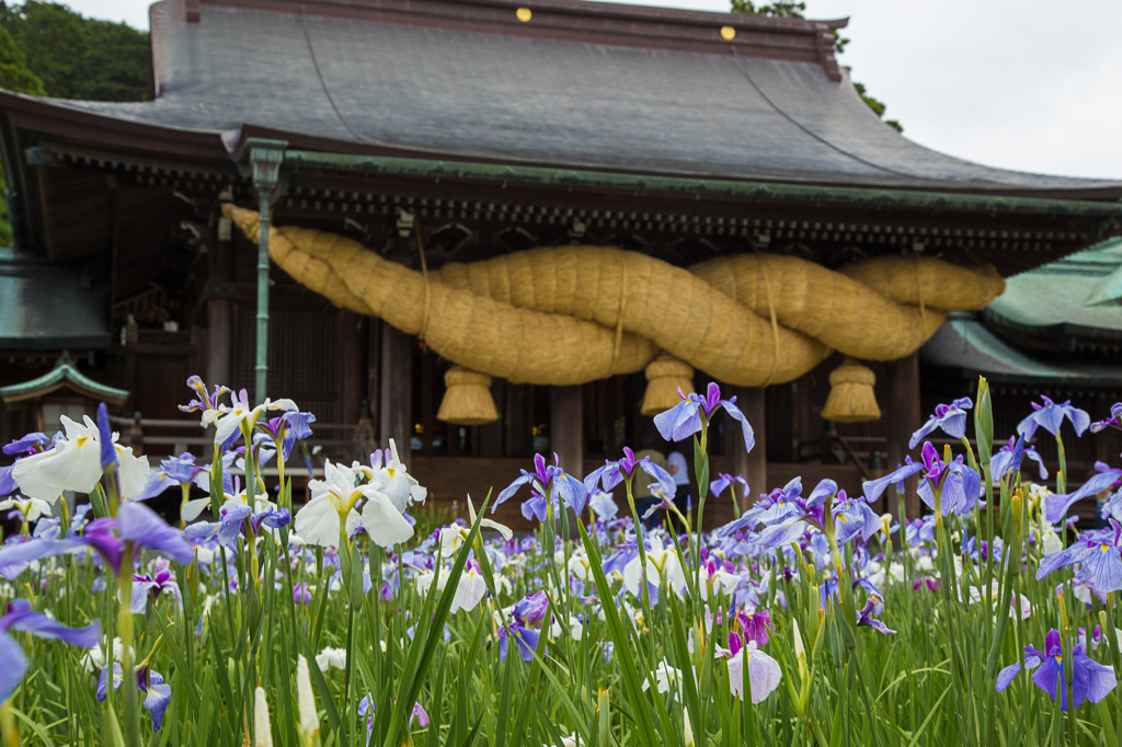 菖蒲祭り2016