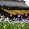 菖蒲祭り2016