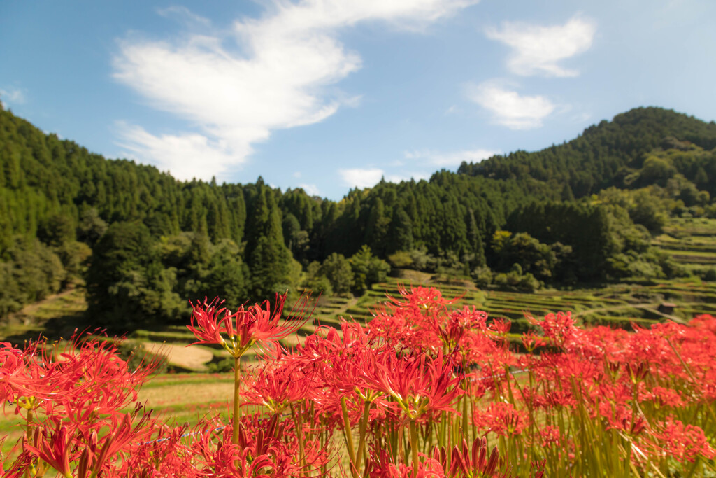 秋の風景