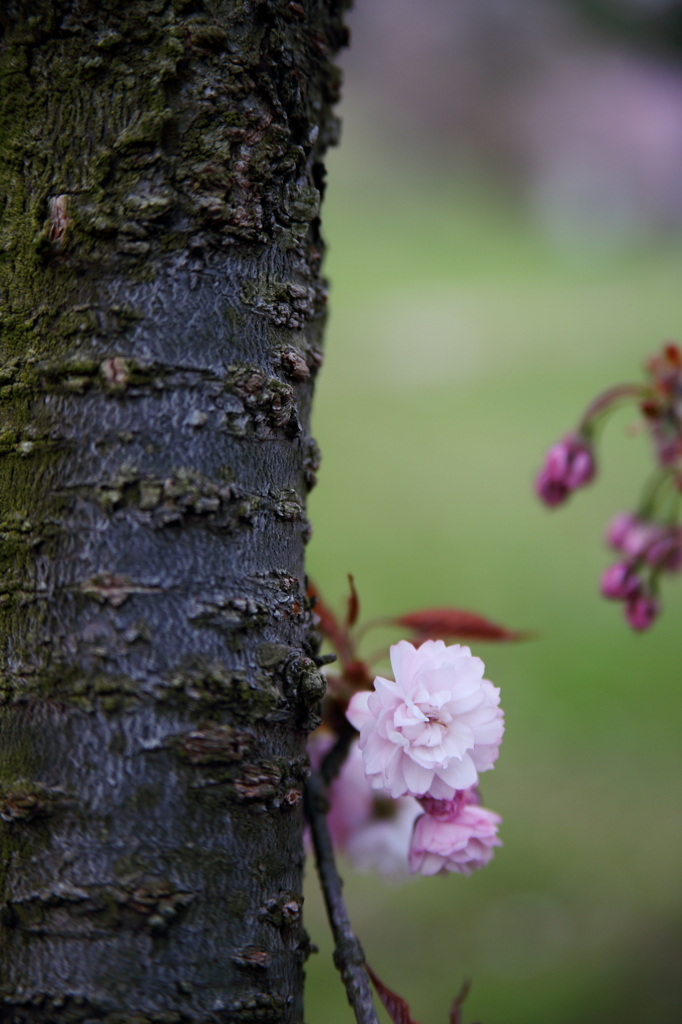 桜 A09