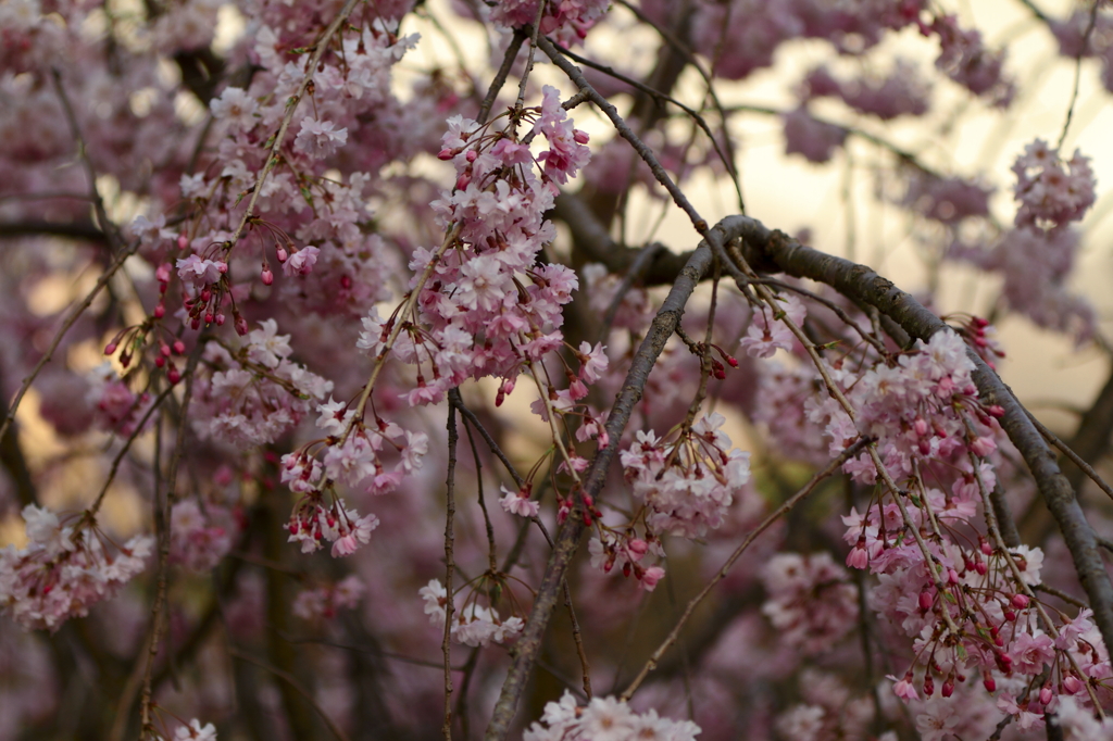 夕日に桜