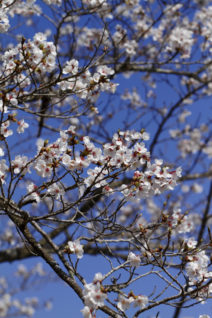青空に桜
