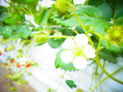RIMG0132
