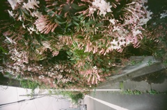 花天井