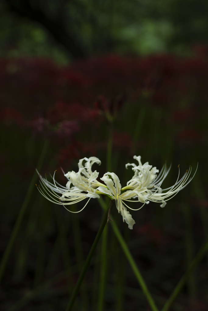 巾着田曼珠沙華公園