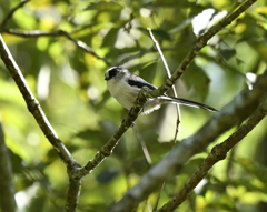 野鳥の森公園