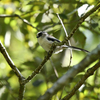 野鳥の森公園