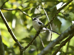 野鳥の森公園