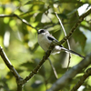 野鳥の森公園