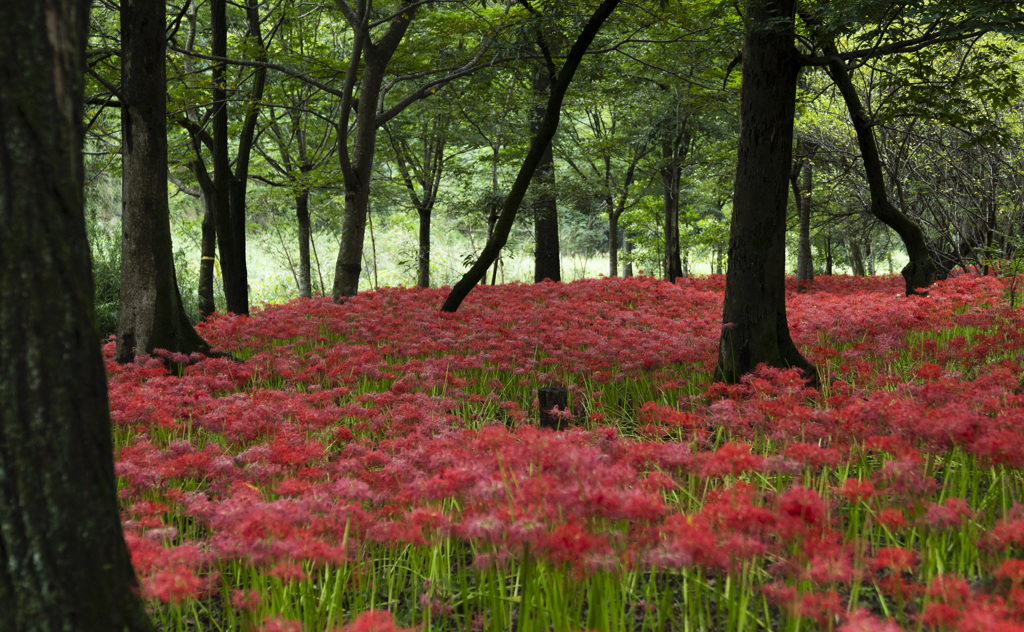 巾着田曼珠沙華公園