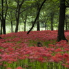 巾着田曼珠沙華公園