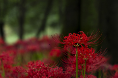 巾着田曼珠沙華公園