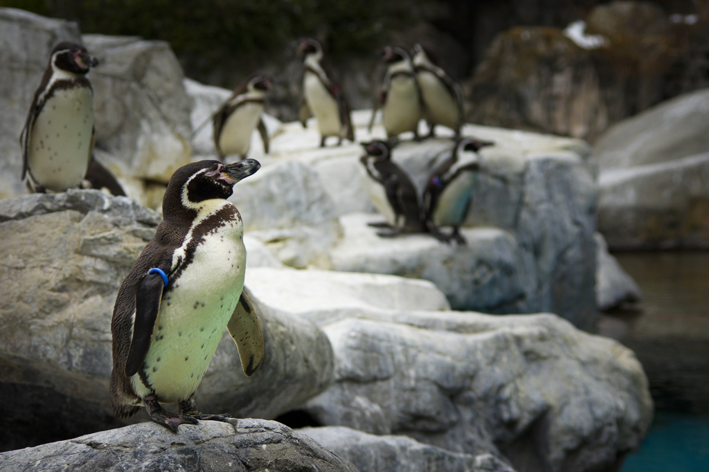 ペンギン！