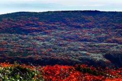 紅葉の栗駒山