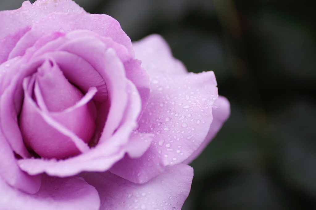 雨の薔薇園