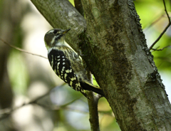 野鳥の森公園