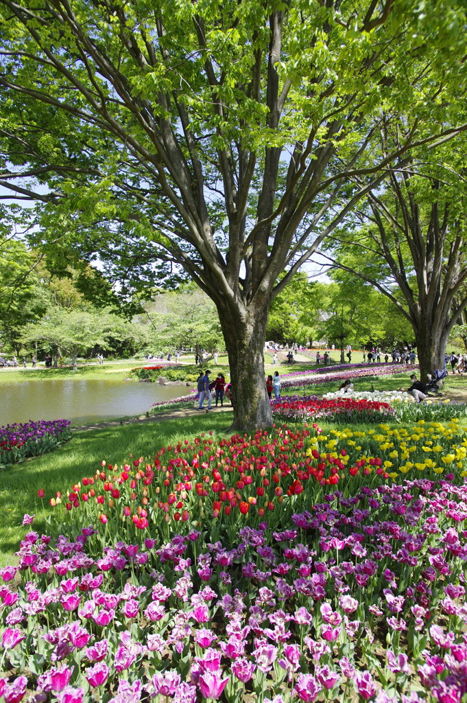 国営昭和記念公園