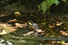 野鳥の森公園