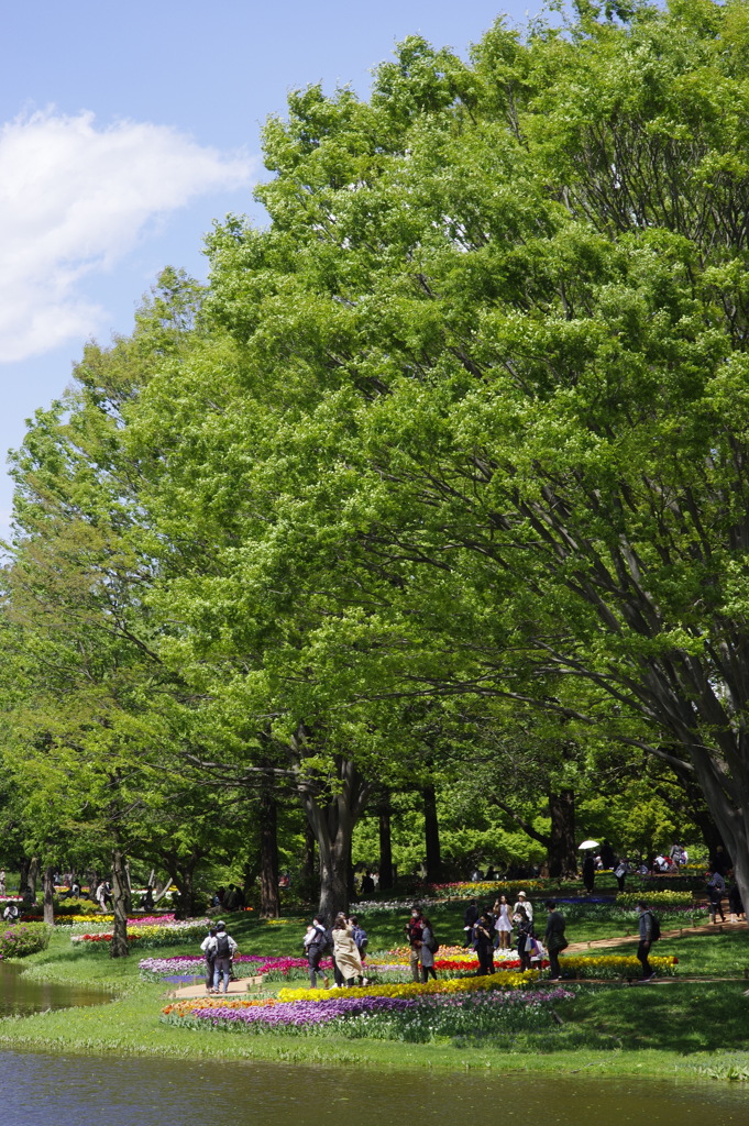 国営昭和記念公園