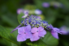 いつかの紫陽花
