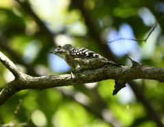 野鳥の森公園