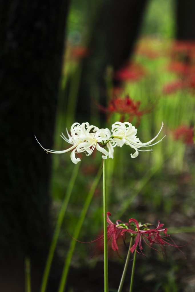 巾着田曼珠沙華公園