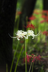 巾着田曼珠沙華公園