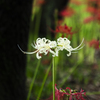 巾着田曼珠沙華公園