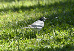 野鳥の森公園