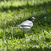 野鳥の森公園