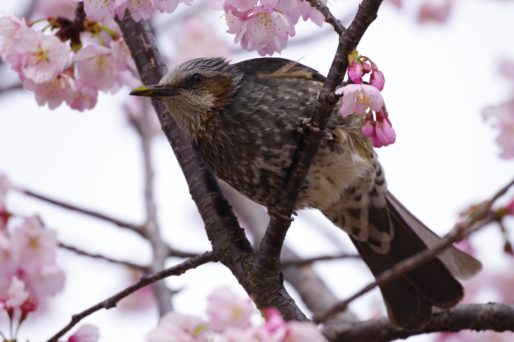 春の兆し