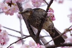 春の兆し