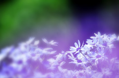 Fantasy of lavender