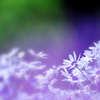 Fantasy of lavender