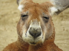 カンガルー