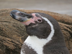 ペンギン