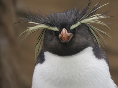 ペンギン