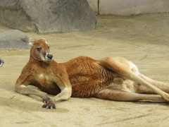 カンガル－