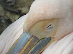 ペリカンをアップで