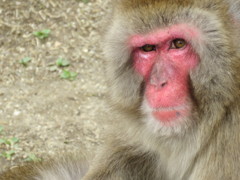 顔も赤い