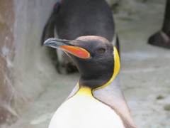 ペンギン