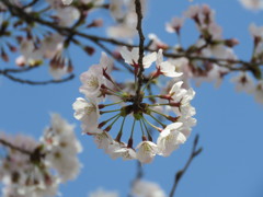 まぁーるく咲いた桜