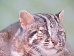 ツシマヤマネコ