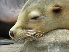 寝てます