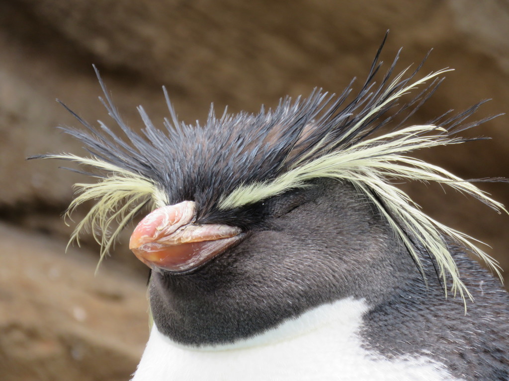 ペンギン