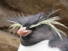 ペンギン