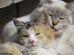 ペロペロ　その2