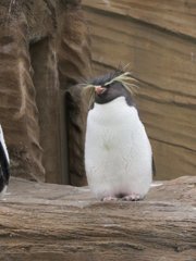 ペンギン