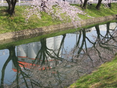 水面にも桜