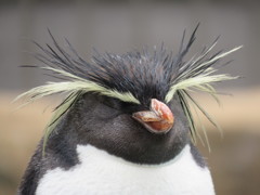 ペンギン